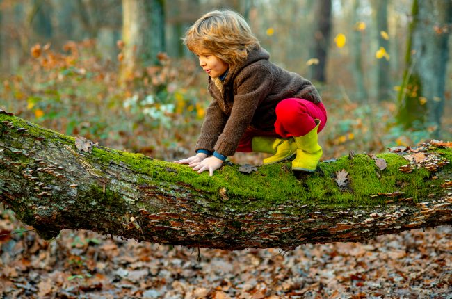 Little boy kid on a tree branch. Child climbs a tree