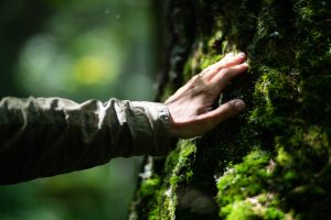 Man hand touch the tree trunk close-up. Bark wood.Caring for the environment. The ecology the concept of saving the world and love nature by human.